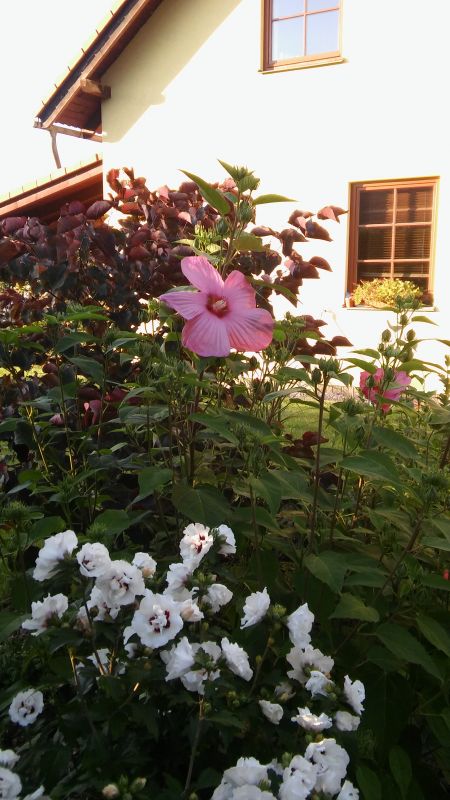 20160818_185944.jpg
