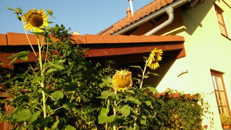 20160818_190131.jpg