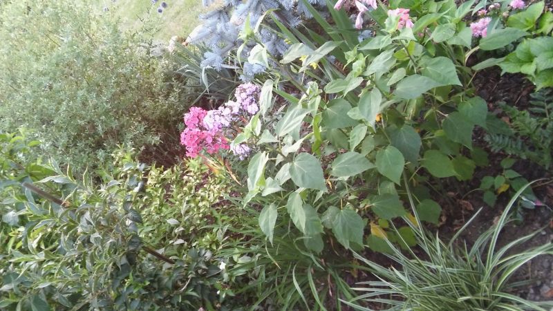 20180718_204159.jpg