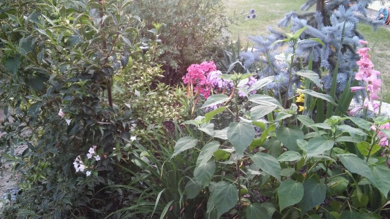 20180718_204205.jpg