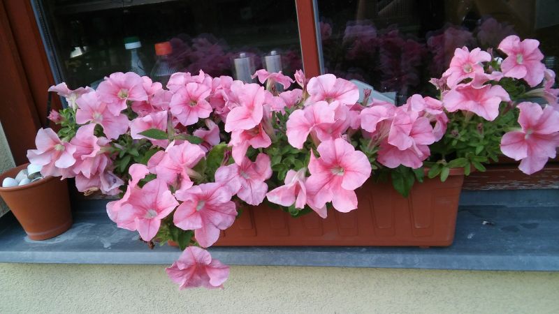 20180718_204231.jpg