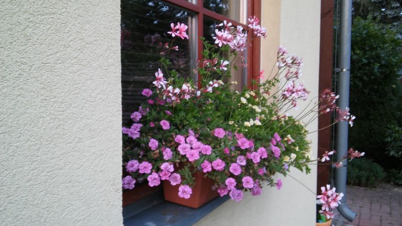 20180718_204259.jpg