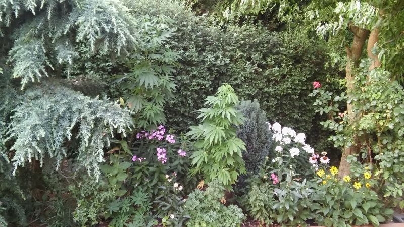 20180718_204445.jpg