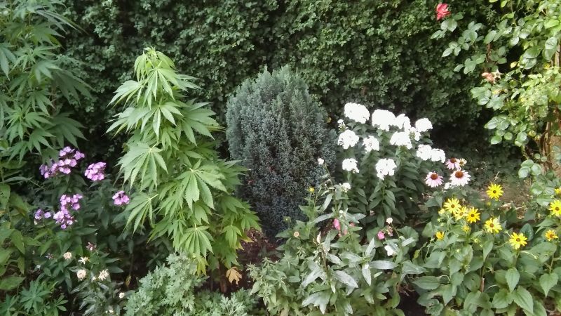 20180718_204517.jpg