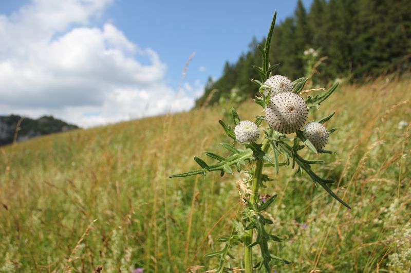 AIMG_9782.JPG