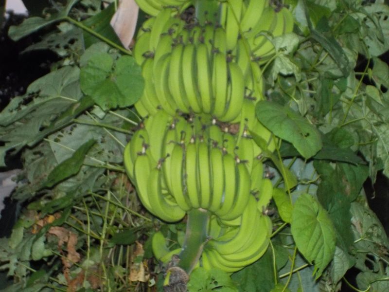 DSCN0184.JPG