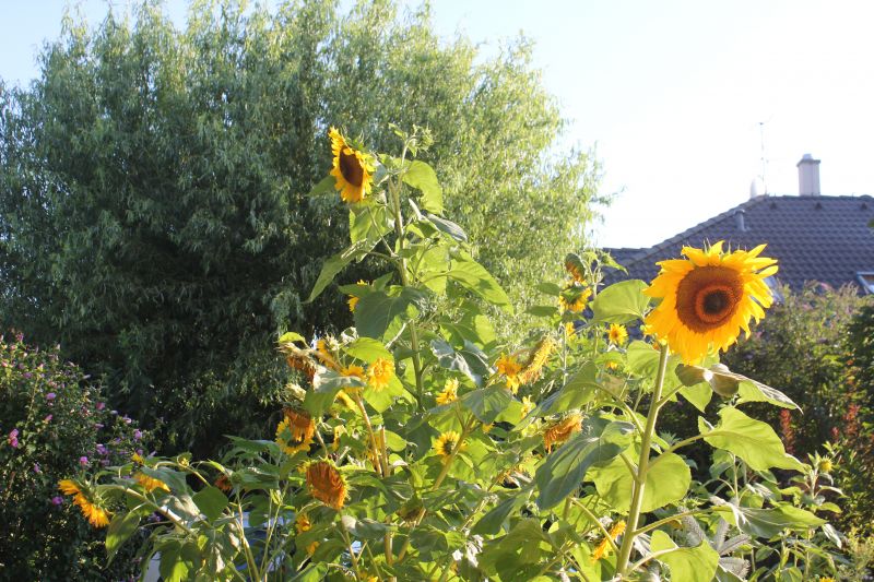 F_28429.JPG
