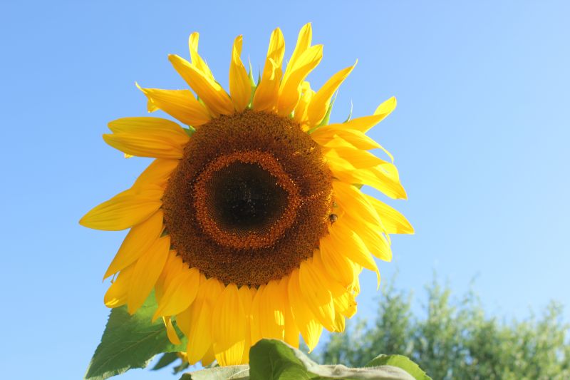 F_28529.JPG