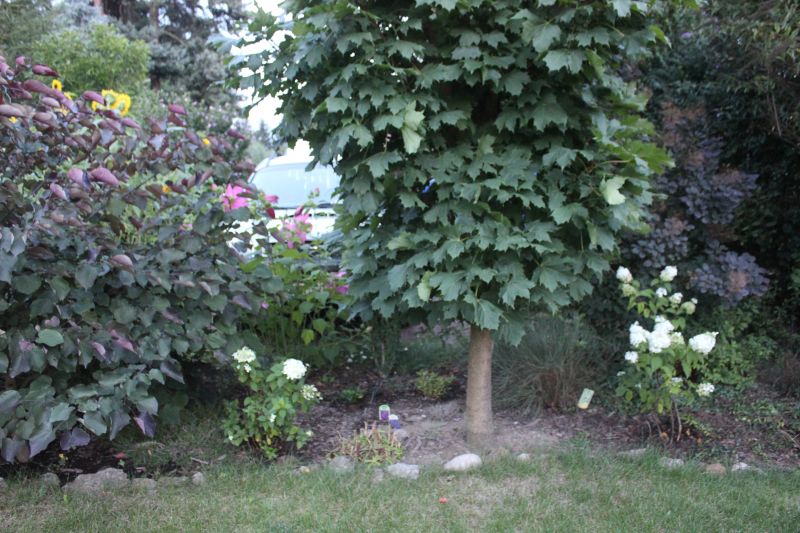 GIMG_5002_281929.JPG