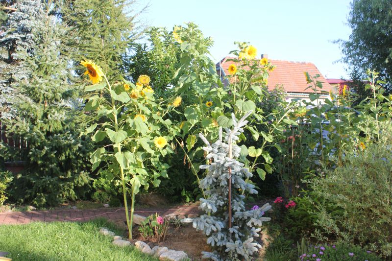 GIMG_5002_28329.JPG