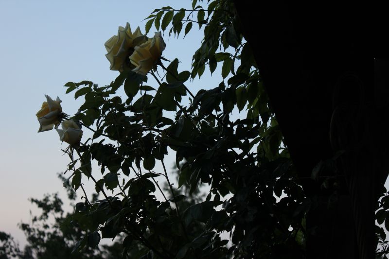 IMG_3985~0.JPG
