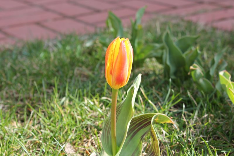 IMG_5188.JPG