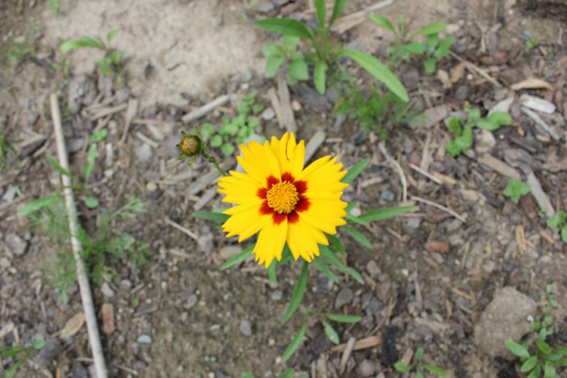 IMG_7233.JPG