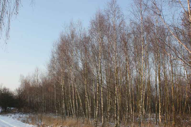 IMG_8036.JPG