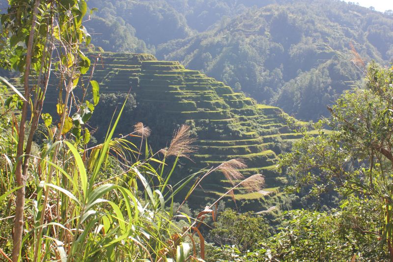 Banaue, provincie Ifugao - rýžové terasy - památka Unesco
