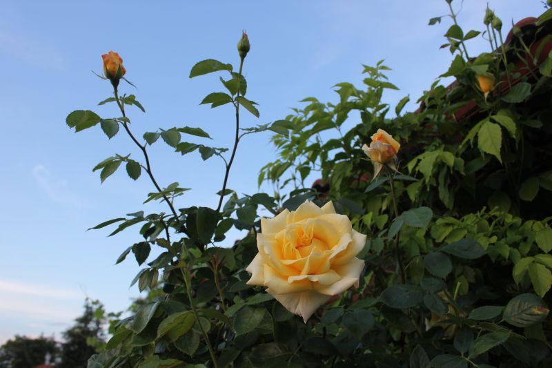 IMG_9390~3.JPG