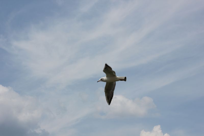 IMG_9709.JPG