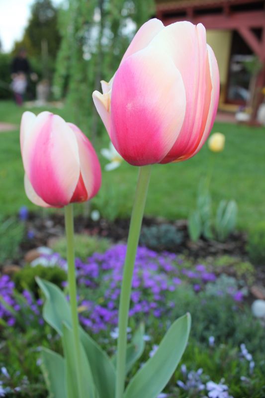 IMG_9889~0.JPG