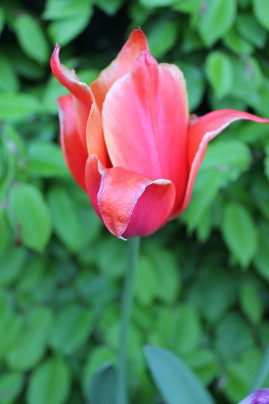 IMG_9903.JPG