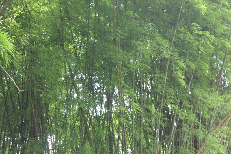 JMG_0150_281129.JPG