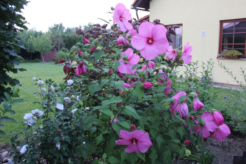 KIMG_0002_281129.JPG