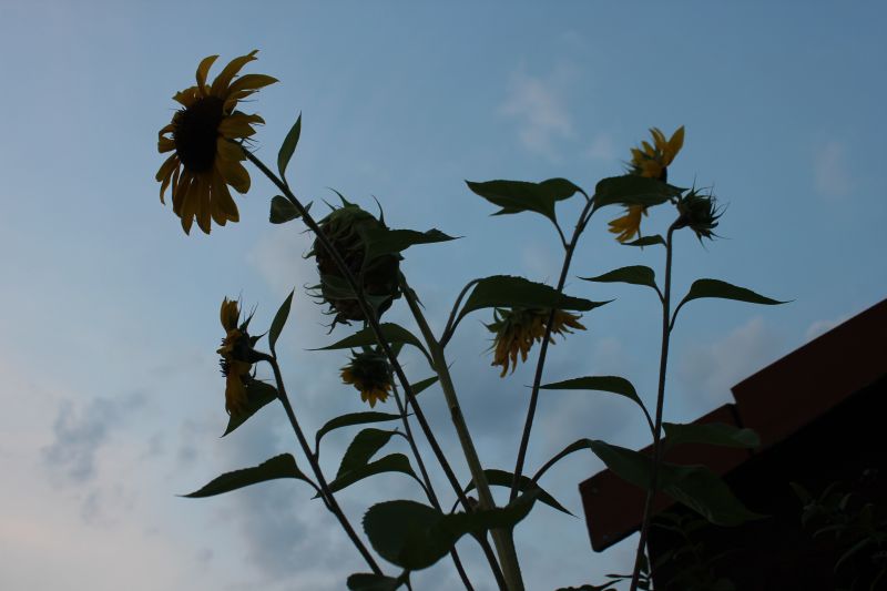 KIMG_0002_281529.JPG