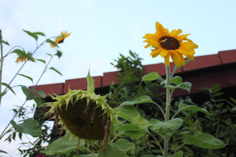 KIMG_0002_281629.JPG