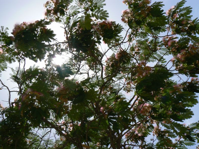 P1120467.JPG