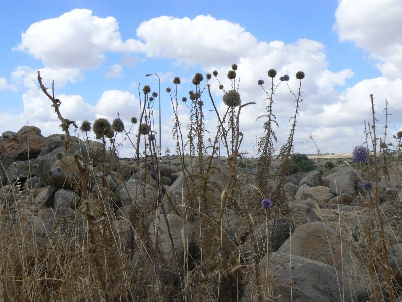 P1120769.JPG