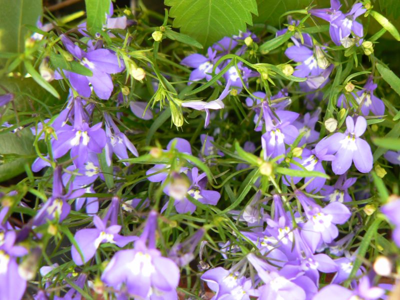 P1180165.JPG