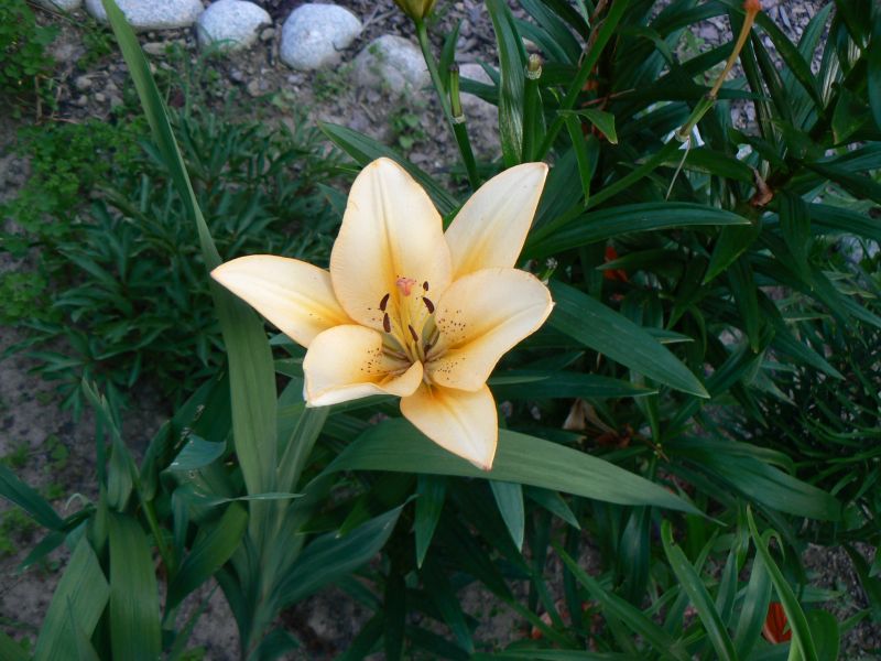 P1190033.JPG