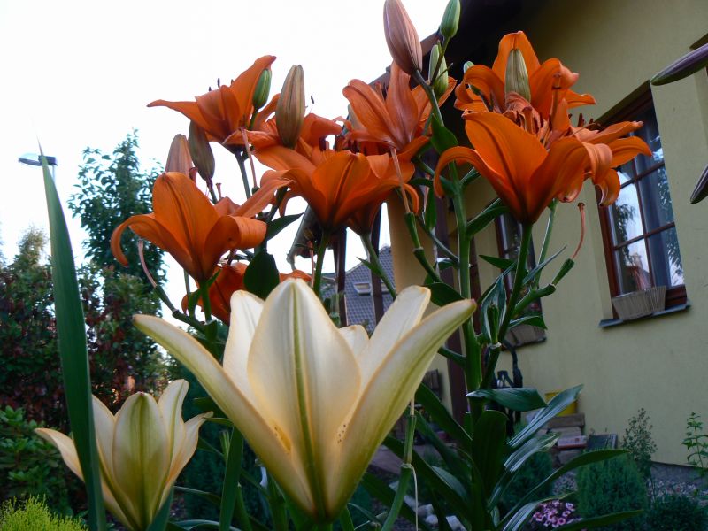 P1190034.JPG