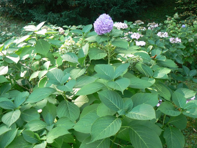 P1210623.JPG
