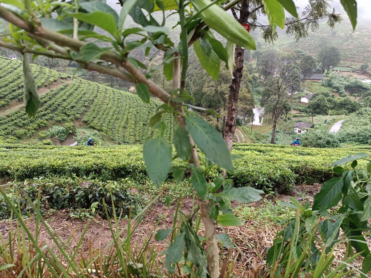 SL055.jpg