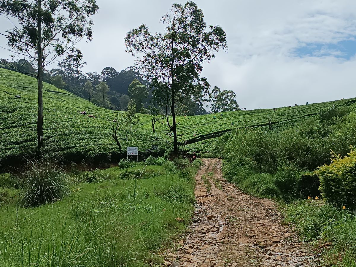 SL080.jpg