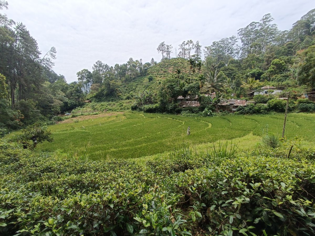 SL206.jpg