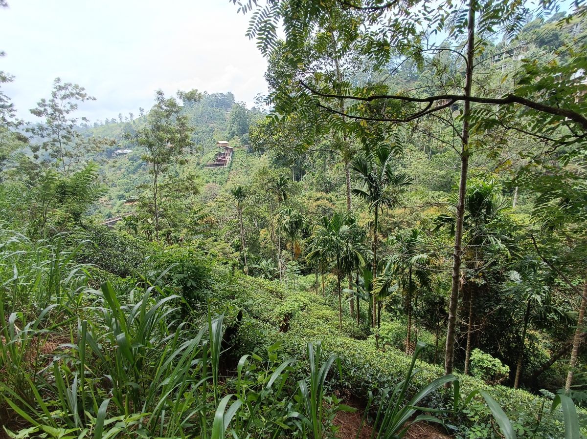 SL207.jpg