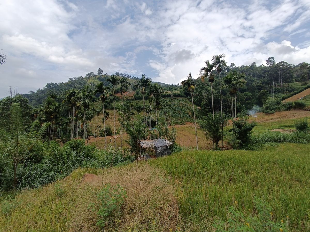 SL222.jpg