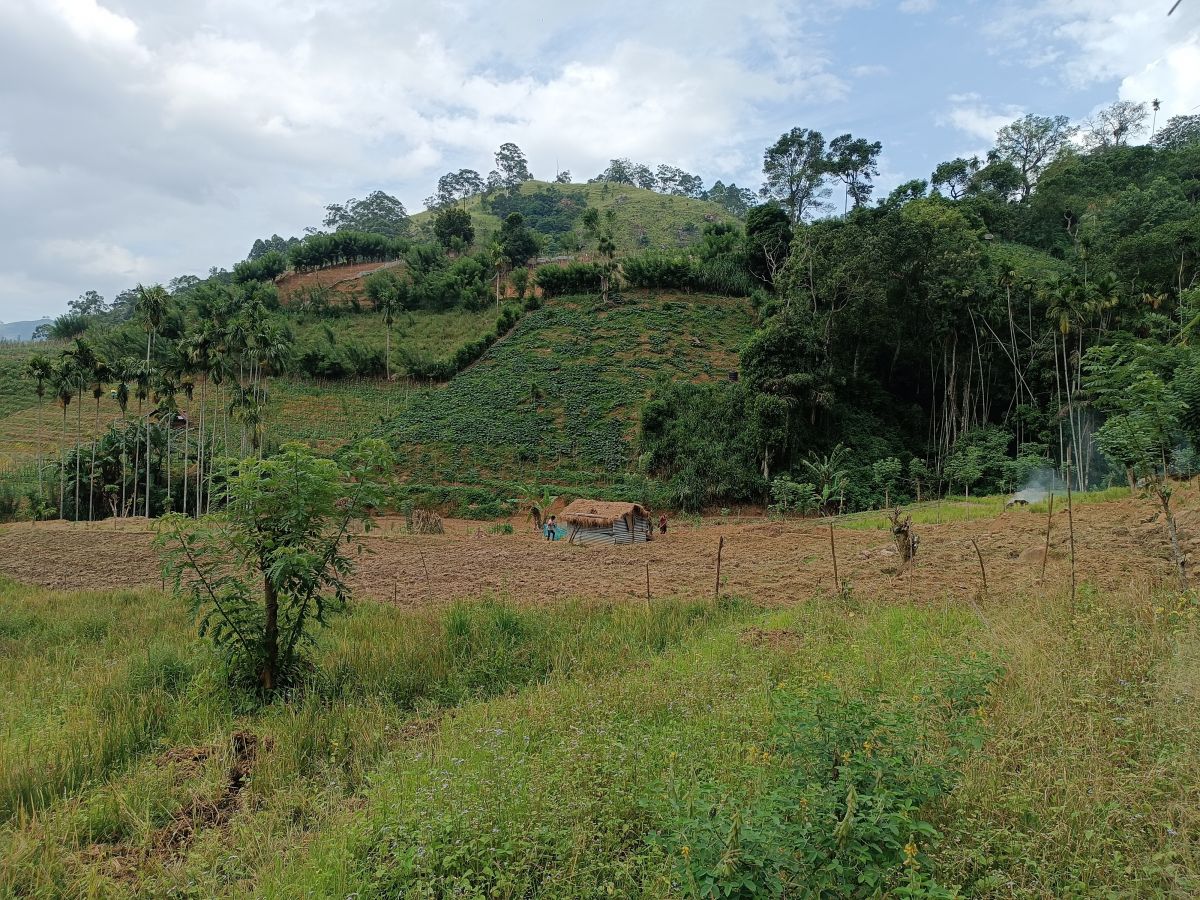 SL223.jpg