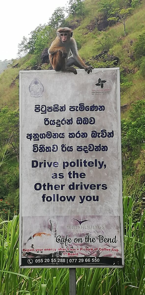 SL247.jpg