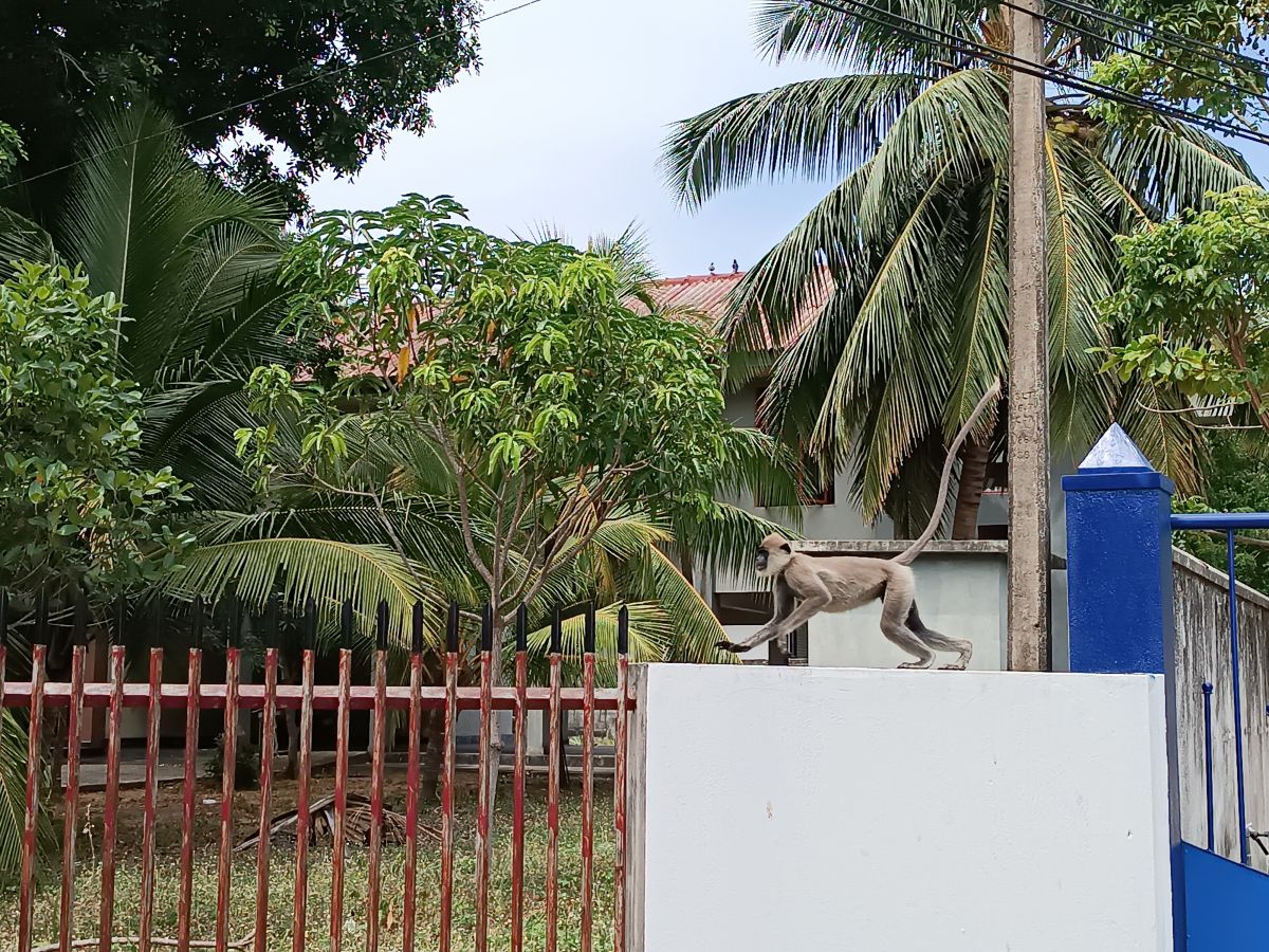 SL310.jpg