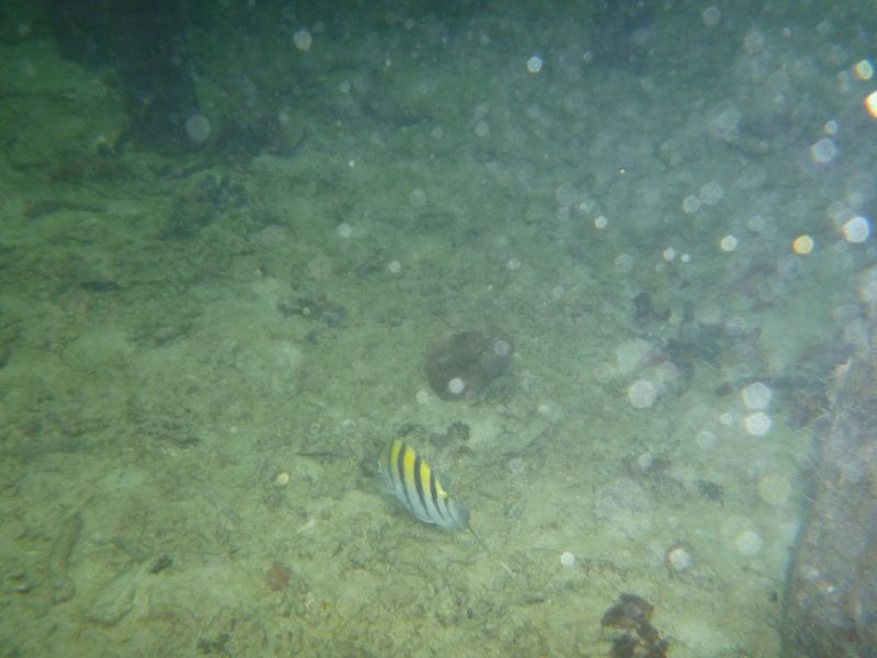 Y_281229.JPG