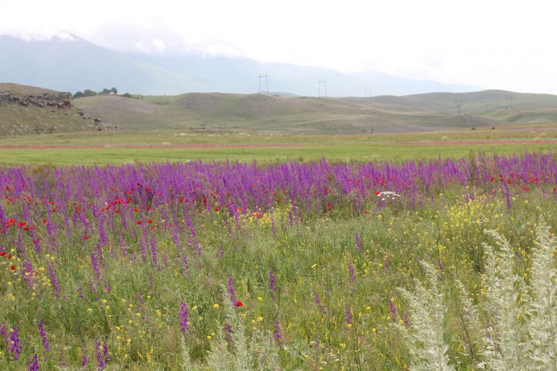 ZMG_0701_2822129.JPG