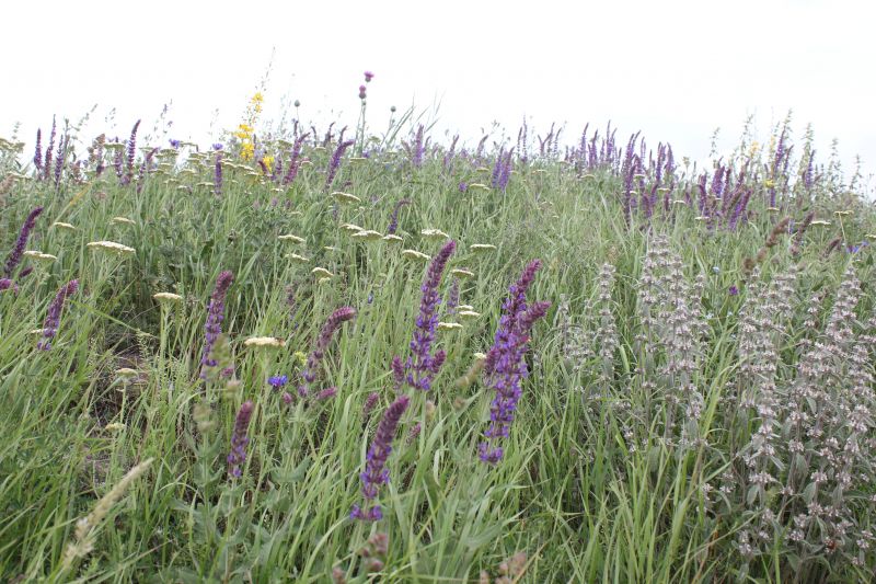 ZMG_0701_2831629.JPG