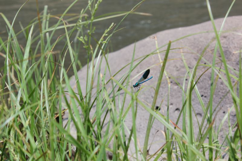 ZMG_0701_2865029.JPG