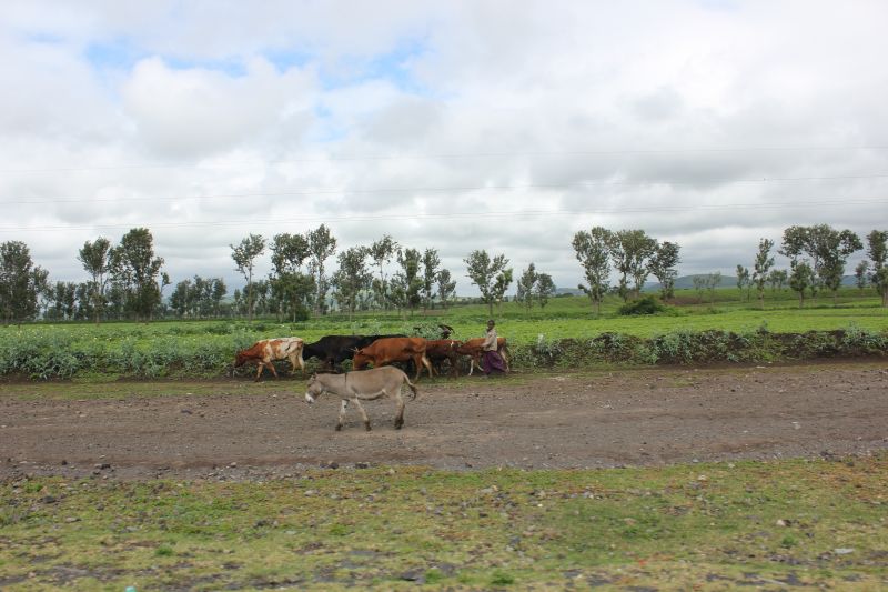 ba01_28129.JPG