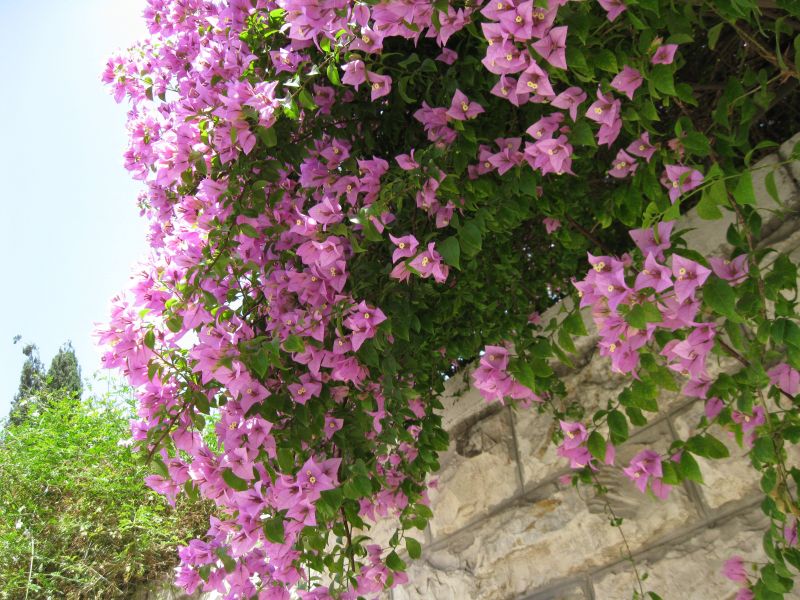 xIMG_3510_281729.JPG