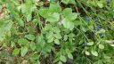 Název souboru=b20160718_200439_28729.jpg
Velikost souboru=2918KB
Rozměry=3264x1840
Datum přidání=24. Srpen 2016 b20160718_200439_28729.jpg