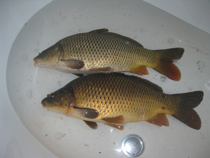 img00031.jpg