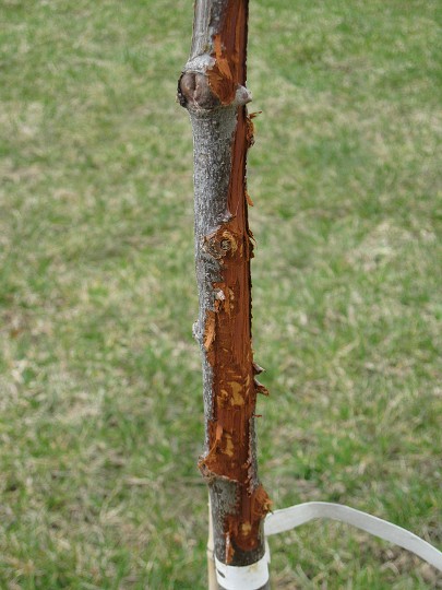 img00007.jpg